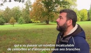 Les "arbres admirables" de Versailles, mémoire vivante du passé