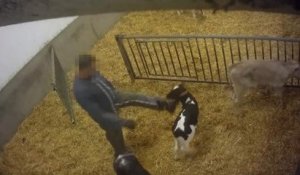 Une nouvelle vidéo de l'association L214 dénonce les violences et conditions de vie immondes d'un élevage de veaux en Bretagne