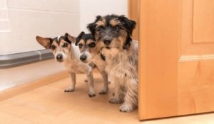 Quelles races de chien privilégier en appartement ?