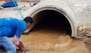 Un cobra royal de 4 mètres capturé dans un égout en Thaïlande