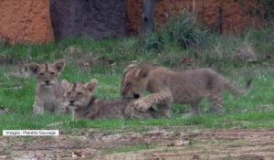 Ces quatre lionceaux ont fait leurs premiers pas dans le parc Planète sauvage