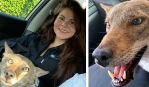 Elle sauve un chien blessé dans la rue, mais découvre plus tard que c’est un coyote