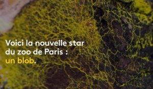 "C'est un être vivant très curieux" : ni animal, ni plante, ni champignon, un blob débarque au zoo de Paris
