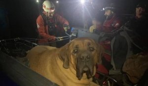 Exténué après une randonnée en montagne, ce gros chien de près de 90 kilos a été secouru lors d'un improbable sauvetage