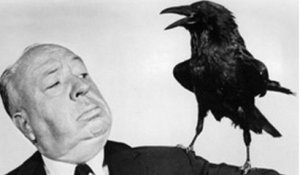 9 choses fascinantes et méconnues à savoir sur les corbeaux, ces magnifiques oiseaux qui souffrent malheureusement d'une mauvaise réputation...