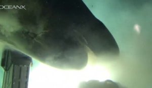 Ces chercheurs dans un sous-marin reçoivent la visite d'un énorme requin
