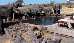 Une dizaine d'éléphants vient boire dans la piscine de ces touristes