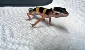 Le Cri De Ce Petit Lezard Gecko Est Impressionnant Ecoutez Sur Orange Videos