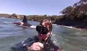 Nager avec des orques en Nouvelle-zélande : experience incroyable