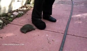 Coups de tête d'une tortue sur une chaussure ! Trop mignonne