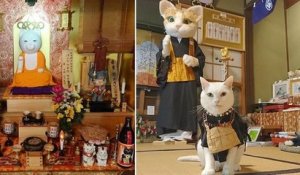 On a trouvé le plus beau sanctuaire au monde : il se trouve au Japon et est dédié... aux chats
