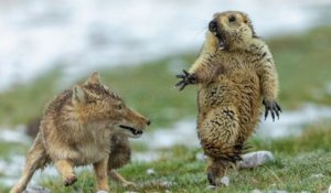Prix de la meilleure photo animalière : une marmotte prise d'effroi devant une renarde