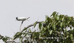 Avec un cri pouvant atteindre les 113 décibels, l'Araponga blanc est l'oiseau le plus bruyant au monde