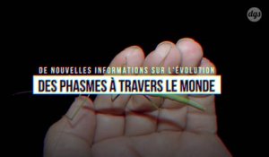 De nouvelles informations sur l'évolution des phasmes à travers le monde