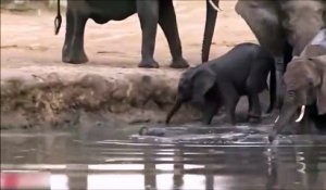 Une maman éléphant sauve son petit de 2 rhinocéros