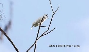 Voici l'oiseau le plus bruyant du monde (et son cri va vous déchirer les oreilles)