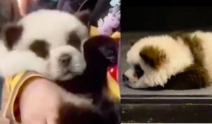 Des chiens de race chow-chow teints en noir et blanc pour ressembler à des pandas dans un café provoque l'indignation en Chine