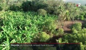 Mayotte : la mangrove, une forêt en danger