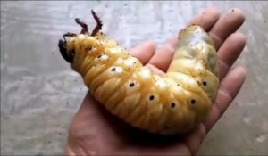 Regardez ce Scarabée Hercule passer de larve à insecte géant