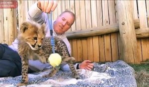 Ce dresseur élève des bébés guépards... Adorables