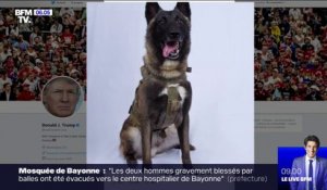 Ce chien, érigé en héros par Donald Trump, a participé à la traque d'Abou Bakr Al-Baghdadi