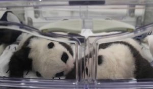 Pairi Daiza: vous pouvez enfin voter pour les noms des deux bébés pandas!