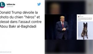 Mort d'Abou Bakar al-Baghdadi : quel est le rôle des chiens qui aident les militaires ?