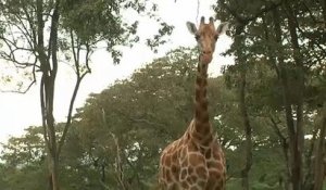 De la viande de girafe vendue comme du bœuf en Tanzanie et au Kenya