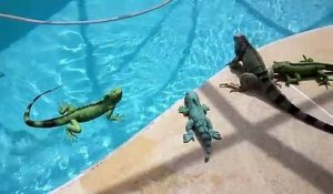 Hilarant : cet iguane adore se baigner dans la piscine