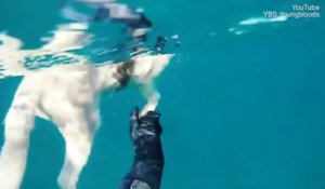 Ce plongeur sauve son chien face à des requins