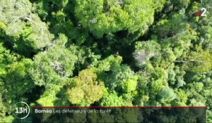 Bornéo : à la rencontre des défenseurs de la forêt