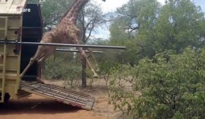 Cette girafe n'a pas maitrisé sa sortie du camion