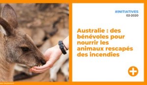 Australie : des bénévoles pour nourrir les animaux rescapés des incendies