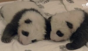 Deux bébés pandas jumeaux du zoo de Berlin se rencontrent pour la première fois