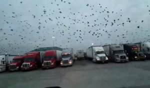 Des milliers d'oiseaux envahissent les toits de camions sur une aire d'autoroute !