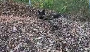 Ecureuil ou chien ? Caché dans les feuilles ce berger allemand est méconnaissable !
