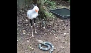 Cet oiseau a une technique incroyable pour neutraliser les serpents...