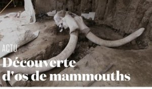 Les restes de 14 mammouths chassés par l'homme découverts au Mexique