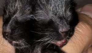 Atteint d'une rare anomalie congénitale, ce petit chaton Janus a deux visages et ne doit sa survie qu'à l'amour d'un vétérinaire