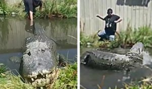 Il s'amuse à tirer la queue d'un alligator