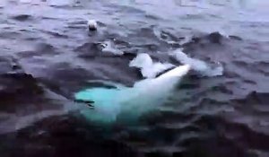 Pôle Nord : Un homme lance un ballon pour un Beluga