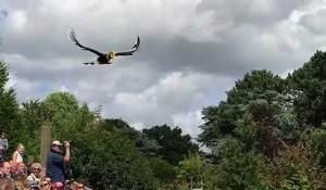 Cette vidéo montre la beauté d’un calao en vol qui nous fait penser à une scène de Jurassic Park