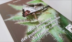 En Franche-Comté, une passion pour les punaises