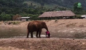 Cet éléphant est très protecteur avec sa maitresse... Adorable