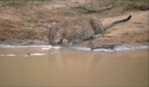 Ce léopard n'a pas vu arriver le crocodile... C'était moins une