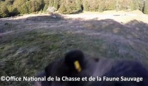 Un an après son arrivée dans les Pyrénées, les premières images de l'ourse Sorita dévoilées