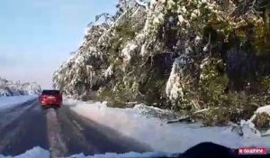 Des centaines d’arbres tombés au bord des routes