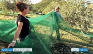 Corse : au cœur de la fabrication de l'huile d'olive