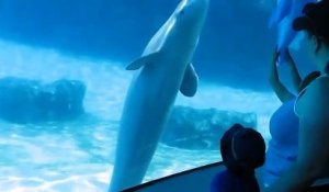 Ce dauphin joue à travers l'aquarium avec un dauphin gonflable !
