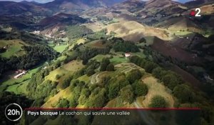 Pays basque : les cochons, stars de la vallée des Aldudes